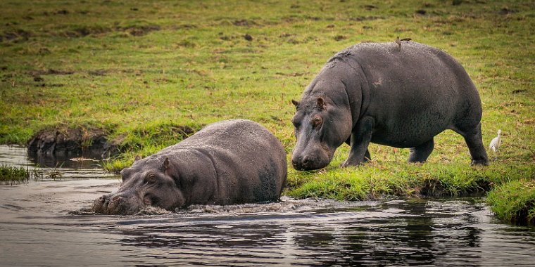 022 Botswana, Chobe NP, nijlpaarden.jpg